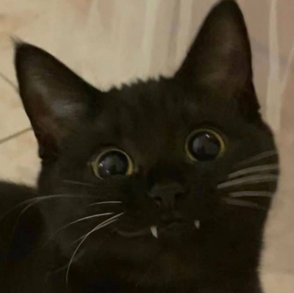 Meet your Posher, Hannah jared - Picture 1 of 1